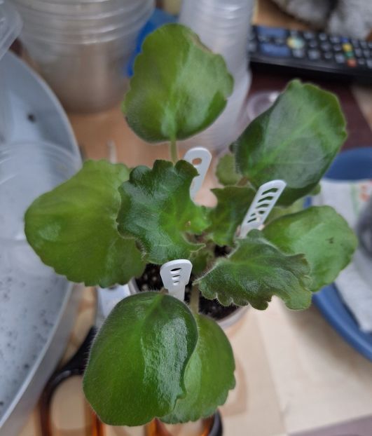  - NS-Bal dlya Popelyushki lucs