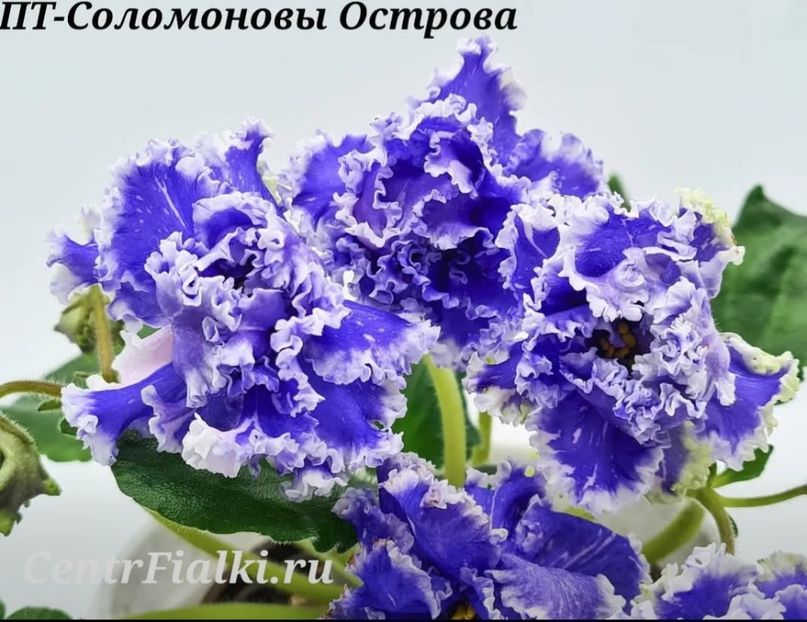 Poza net - PT-Solomonovie Ostrova