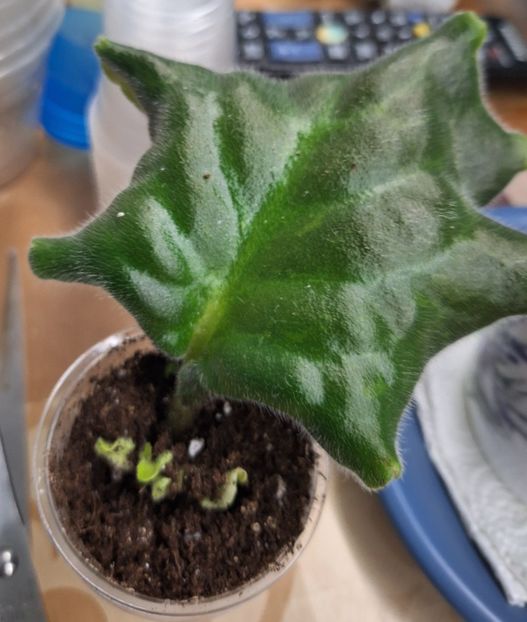  - PT-Solomonovie Ostrova