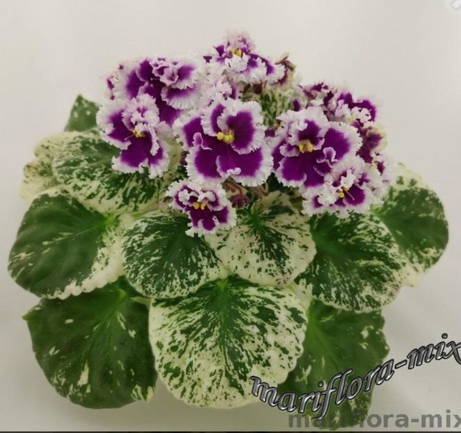 Poza net - DN-Pestrie Babochki