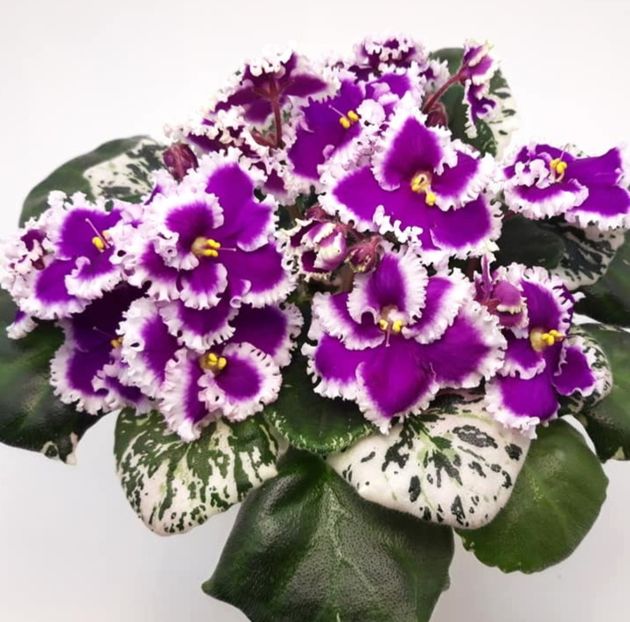 Poza net - DN-Pestrie Babochki