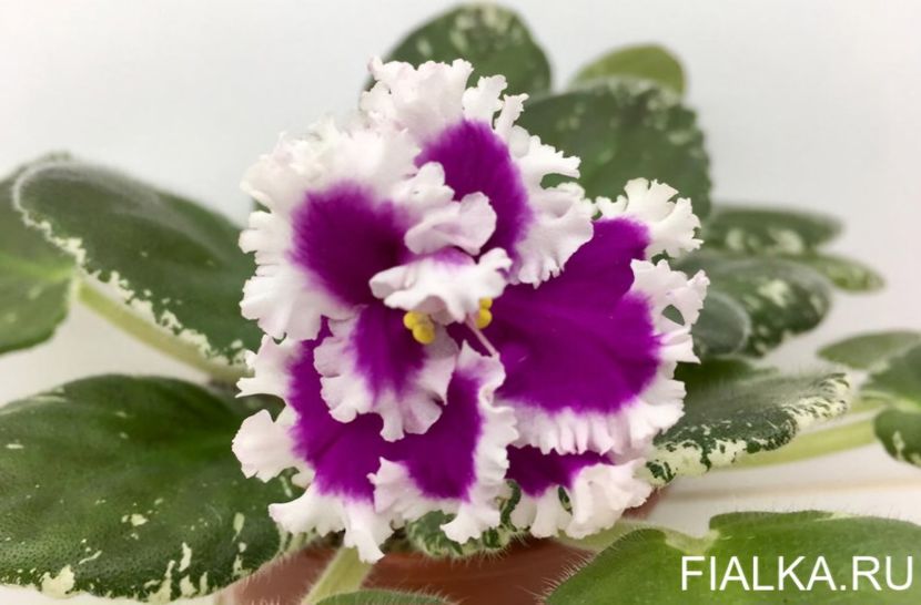 Poza net - DN-Pestrie Babochki