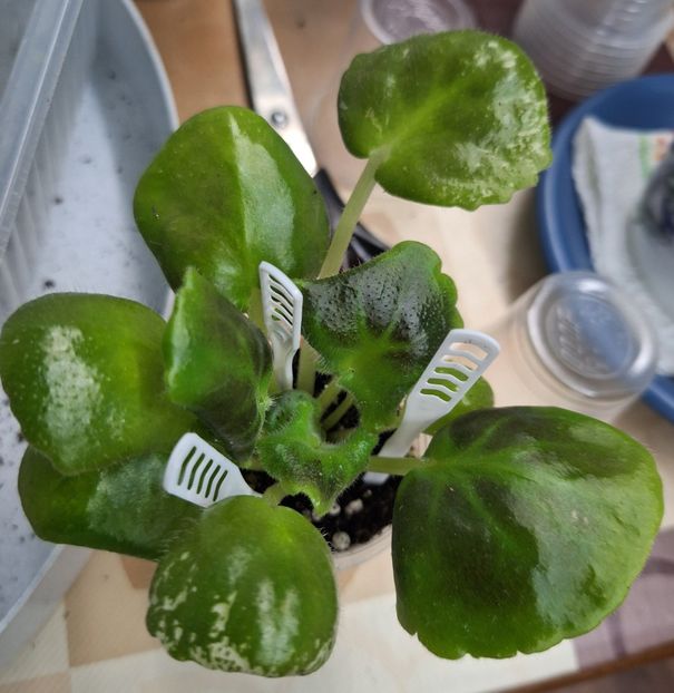  - DN-Pestrie Babochki