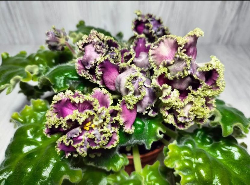 Poza net - LF-Intriga Vechera