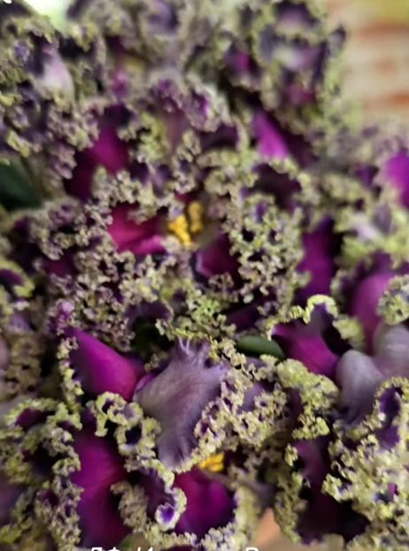 Poza net - LF-Intriga Vechera