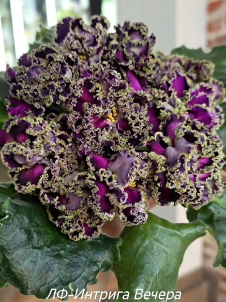 Poza net - LF-Intriga Vechera