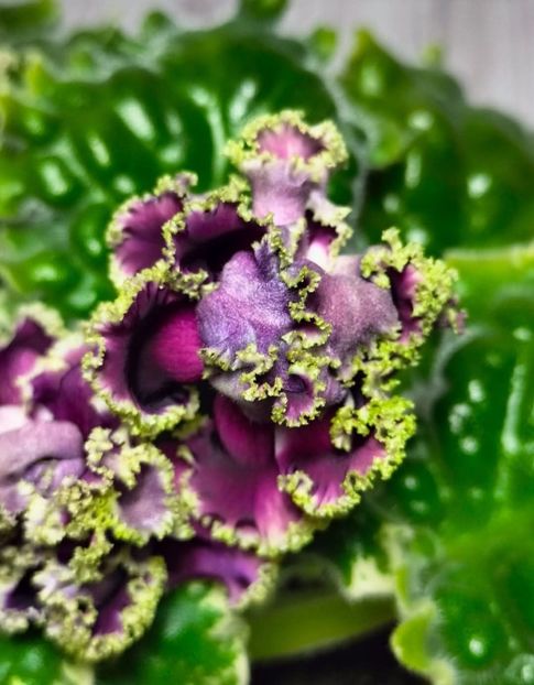 Poza net - LF-Intriga Vechera