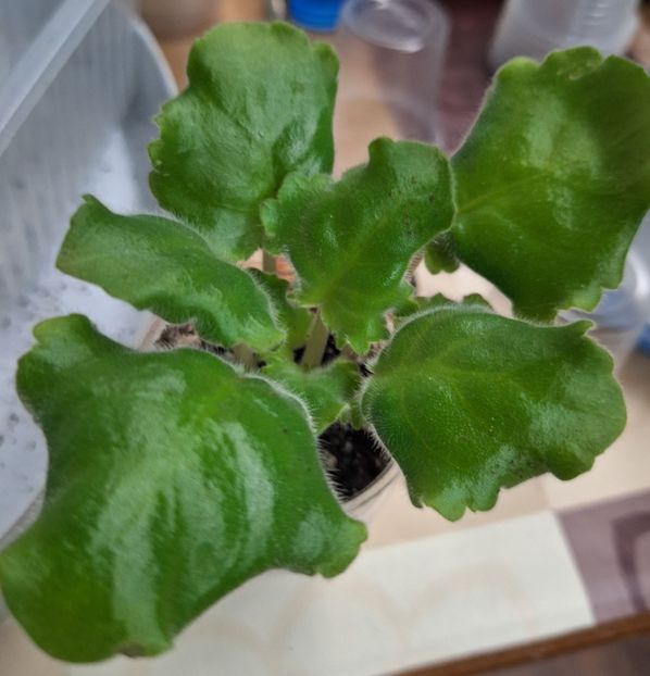  - LF-Intriga Vechera