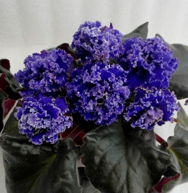 Poza net - RS-Bezdna