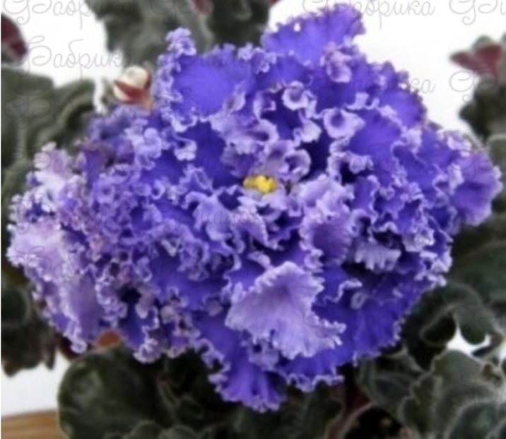 Poza net - RS-Bezdna