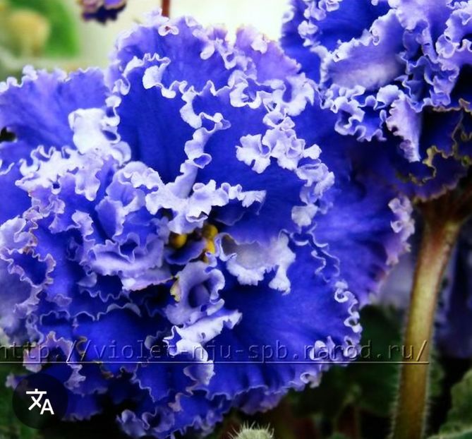 Poza net - RS-Bezdna