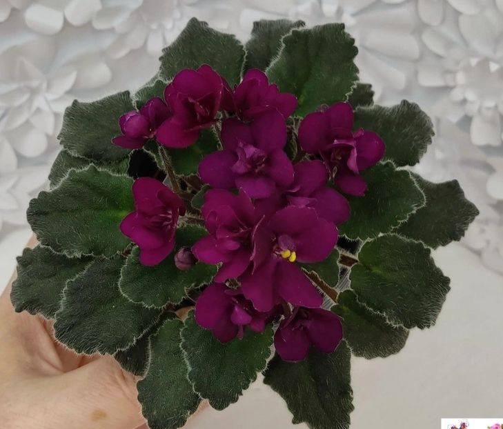 Poza net - Jolly Fire