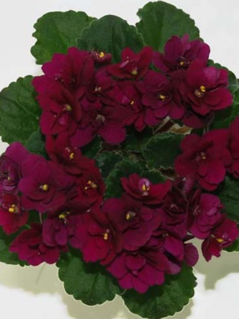 Poza net - Jolly Fire