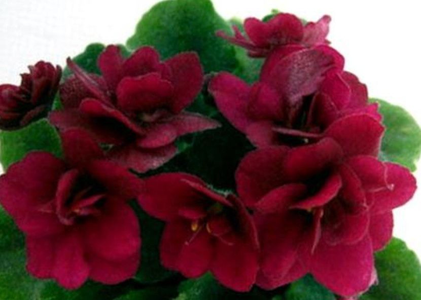 Poza net - Jolly Fire