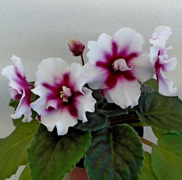 Poza net - VV-Raisvaya Vishnya