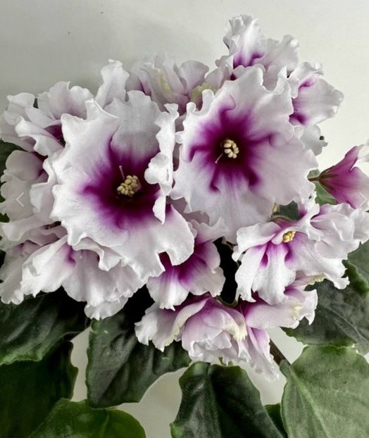 Poza net - VV-Raisvaya Vishnya