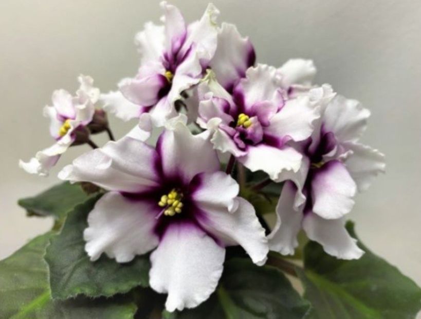 Poza net - VV-Raisvaya Vishnya