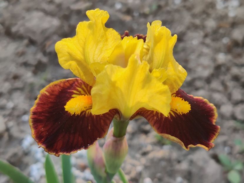 MDB Exclaim - Irisi pitici_SDB-MDB-MTB