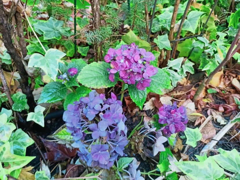  - Grădina 2025 continuare 6