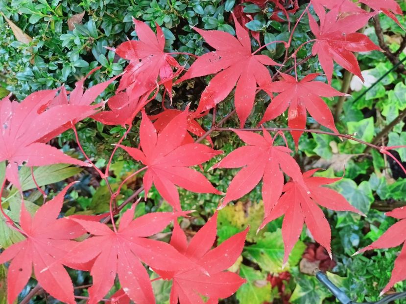  - Grădina 2025 continuare 6