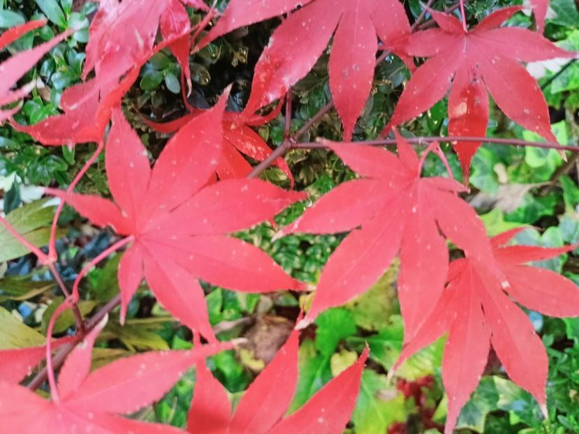  - Grădina 2025 continuare 6