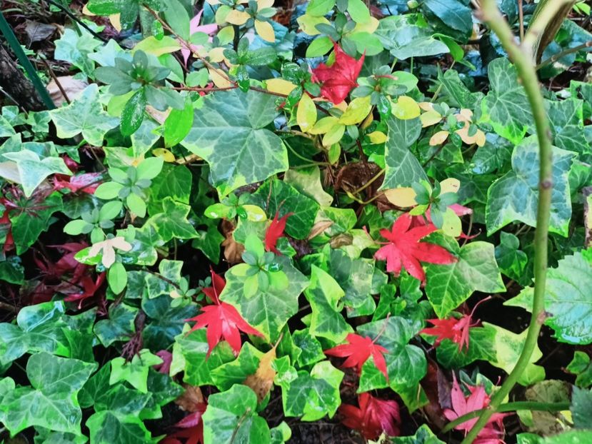  - Grădina 2025 continuare 6