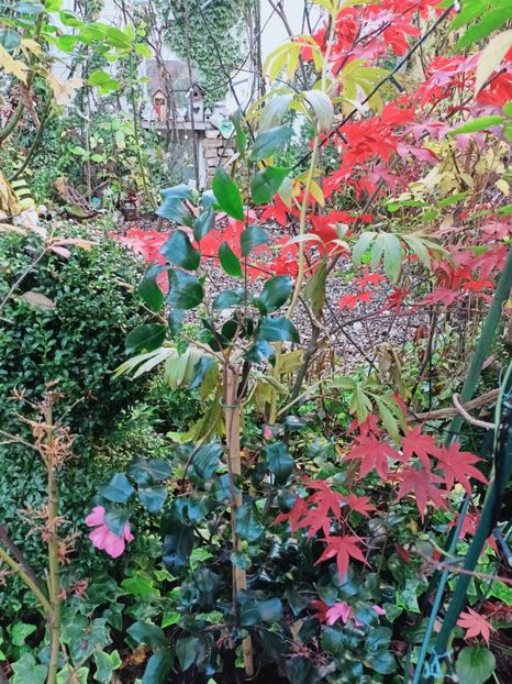  - Grădina 2025 continuare 6