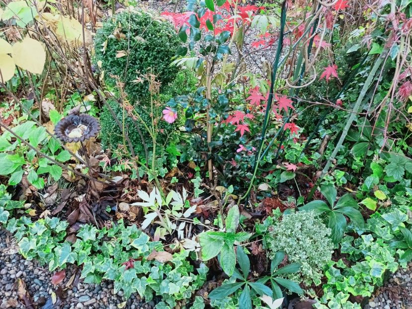  - Grădina 2025 continuare 6