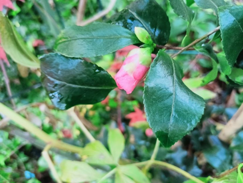  - Grădina 2025 continuare 6