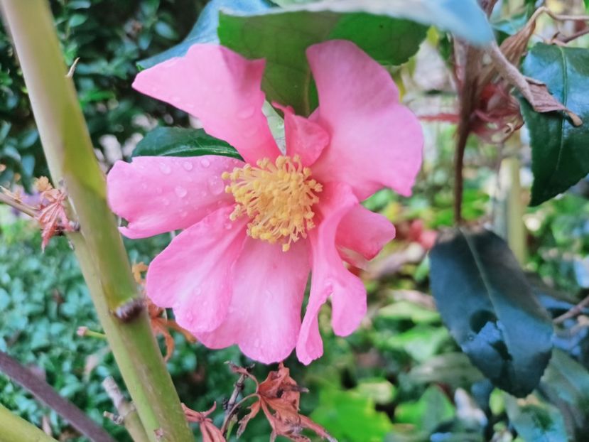 Cleopatra - Grădina 2025 continuare 6