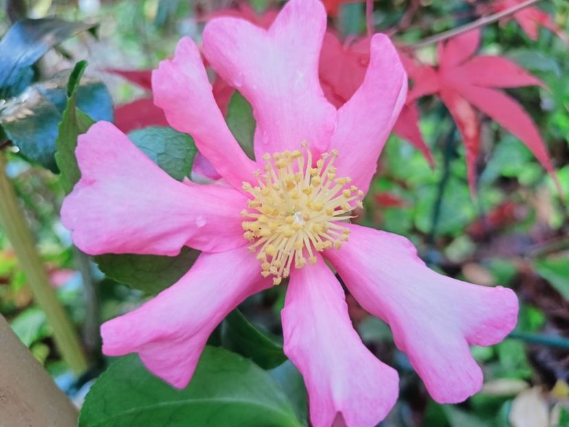  - Grădina 2025 continuare 6