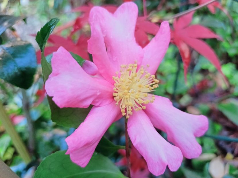  - Grădina 2025 continuare 6