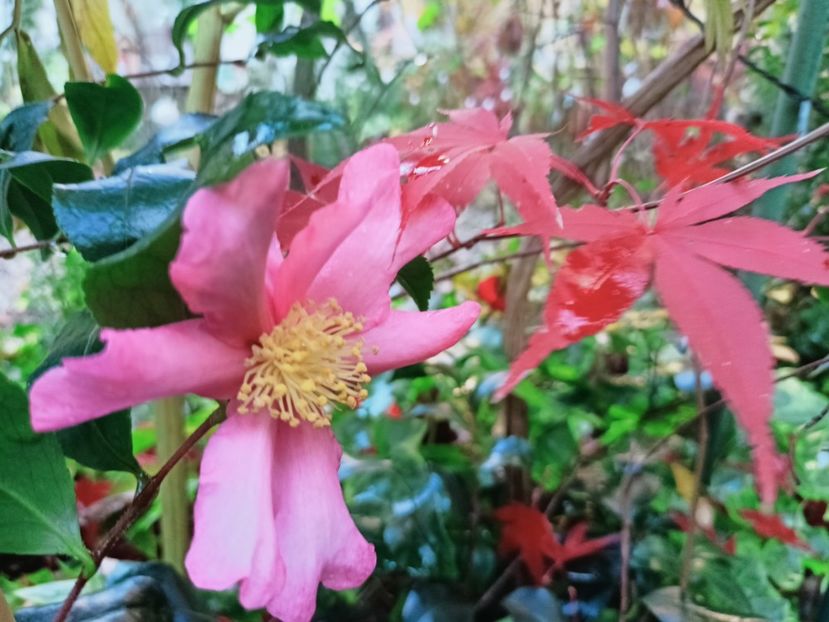  - Grădina 2025 continuare 6