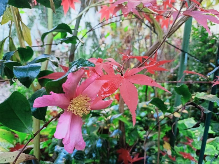  - Grădina 2025 continuare 6