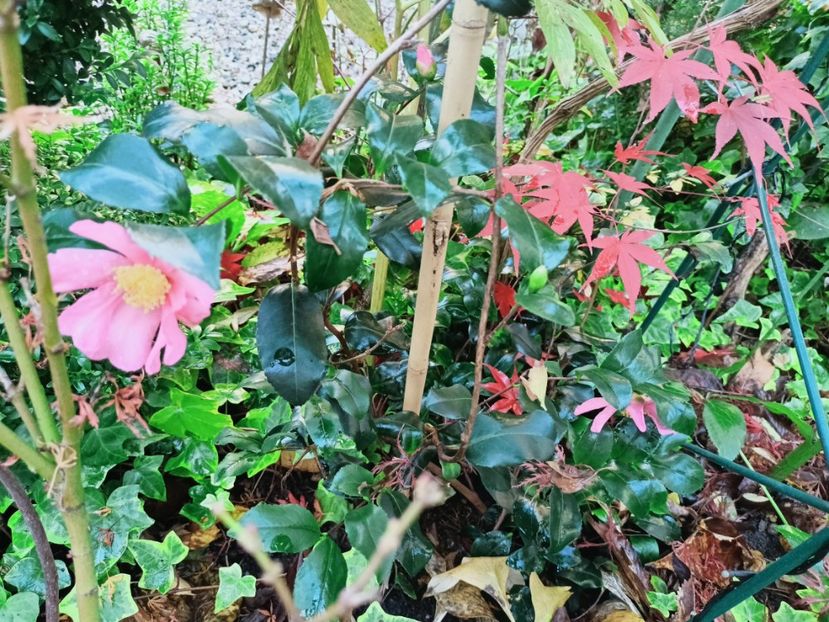  - Grădina 2025 continuare 6