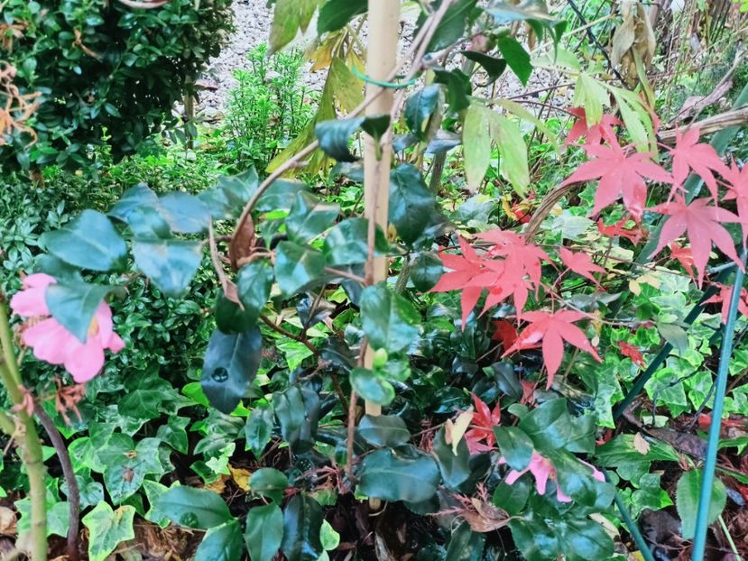  - Grădina 2025 continuare 6