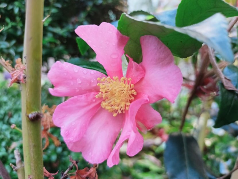  - Grădina 2025 continuare 6