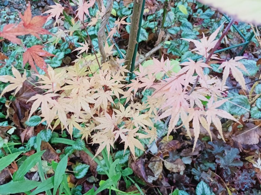  - Grădina 2025 continuare 6