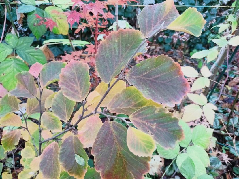 Amethyst - Grădina 2025 continuare 6