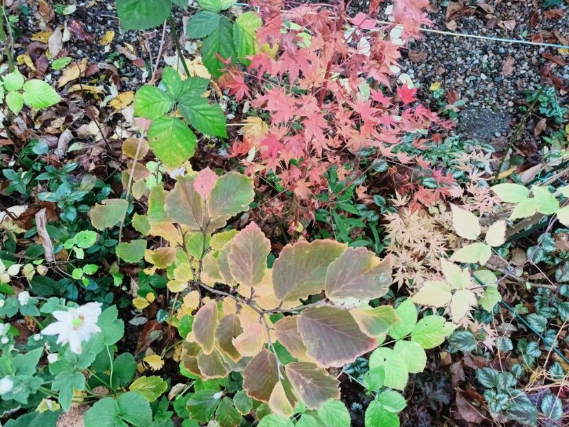  - Grădina 2025 continuare 6