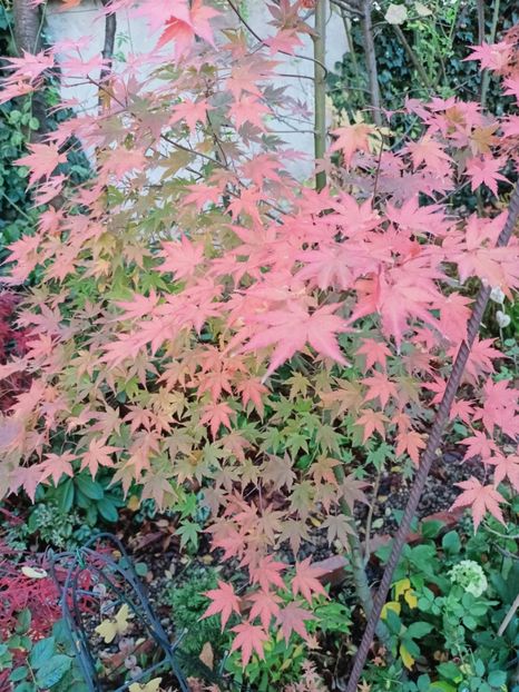  - Grădina 2025 continuare 6