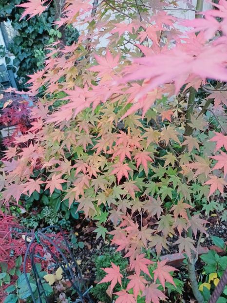  - Grădina 2025 continuare 6