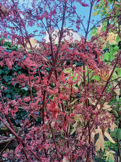  - Grădina 2025 continuare 6