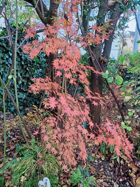 Taiyo Nishiki - Grădina 2025 continuare 6