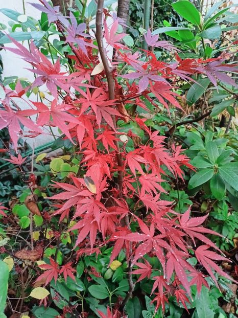 Pixie - Grădina 2025 continuare 6