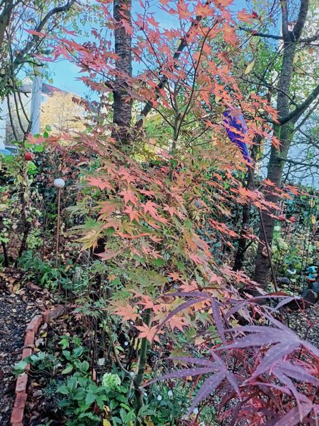 Asahi Zuru - Grădina 2025 continuare 6