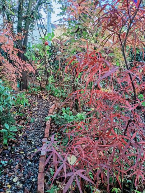 Hubb's Red Willow - Grădina 2025 continuare 6