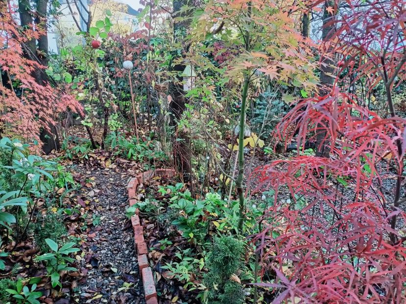  - Grădina 2025 continuare 6