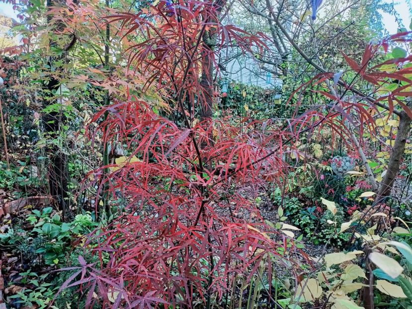 Hubb's Red Willow - Grădina 2025 continuare 6