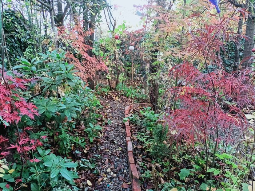  - Grădina 2025 continuare 6